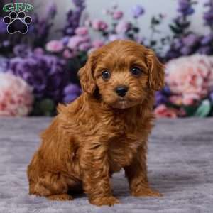 Charlie, Cavapoo Puppy